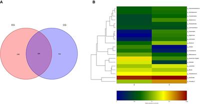 Gut Microbiota in Untreated Diffuse Large B Cell Lymphoma Patients